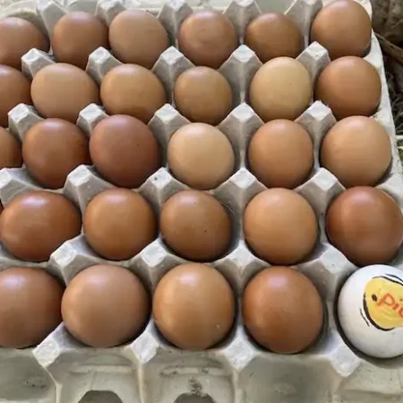 60 Fresh Eggs