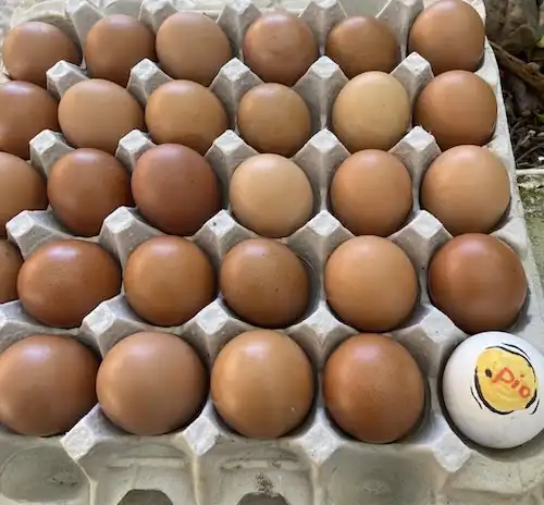 60 Fresh Eggs