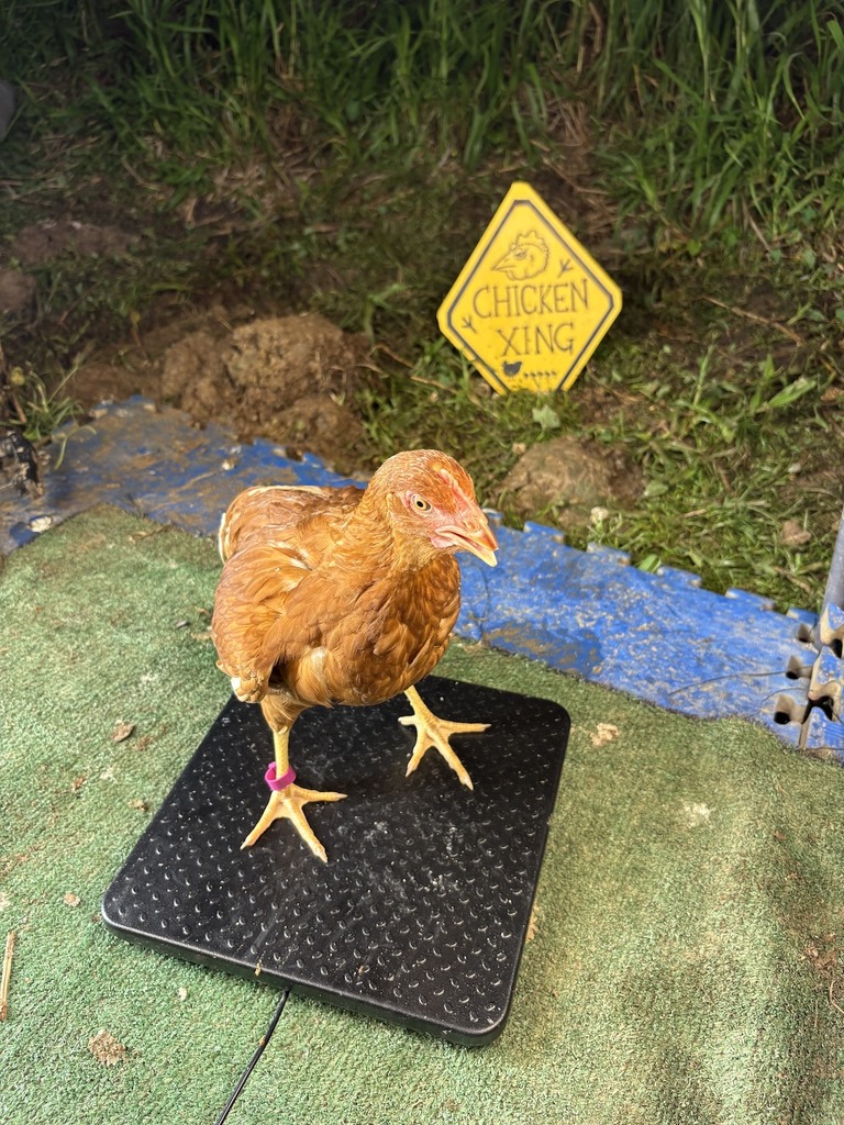 Antonella the chicken